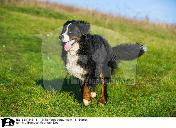 running Bernese Mountain Dog / SST-14548