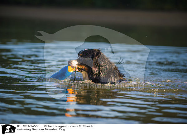 swimming Bernese Mountain Dog / SST-14550