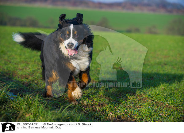 running Bernese Mountain Dog / SST-14551