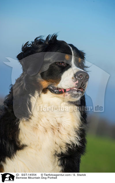 Bernese Mountain Dog Portrait / SST-14554