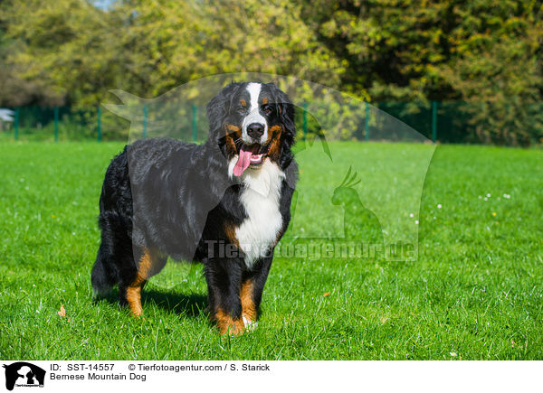 Bernese Mountain Dog / SST-14557
