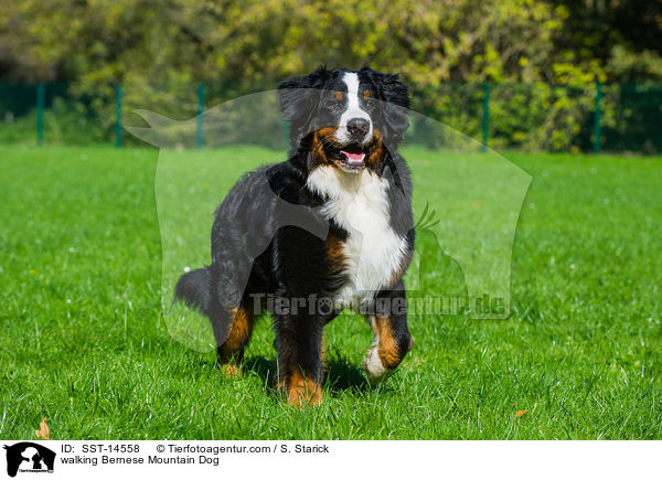 walking Bernese Mountain Dog / SST-14558