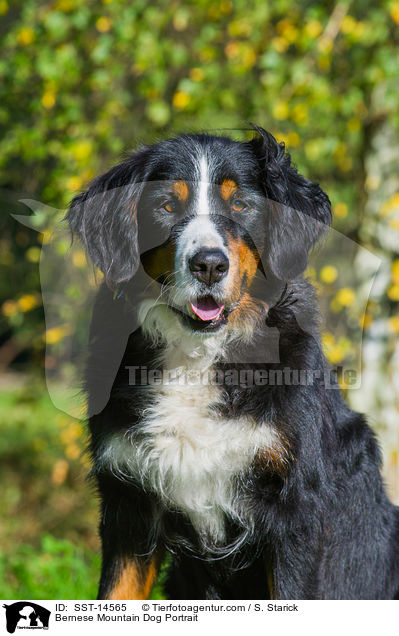 Bernese Mountain Dog Portrait / SST-14565