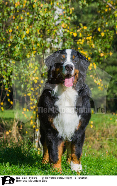 Bernese Mountain Dog / SST-14566