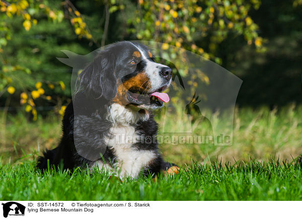 lying Bernese Mountain Dog / SST-14572