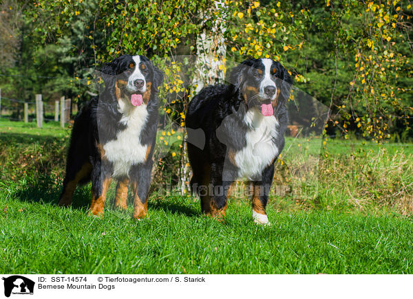 Bernese Mountain Dogs / SST-14574