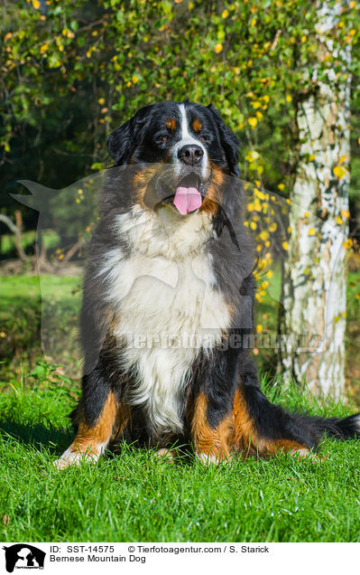 Bernese Mountain Dog / SST-14575