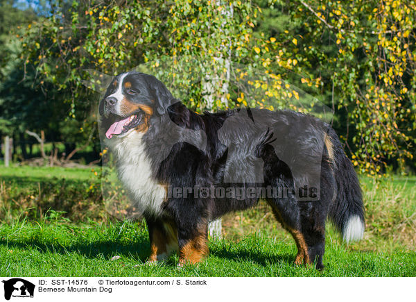 Bernese Mountain Dog / SST-14576