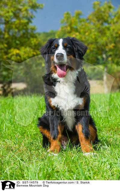Bernese Mountain Dog / SST-14579