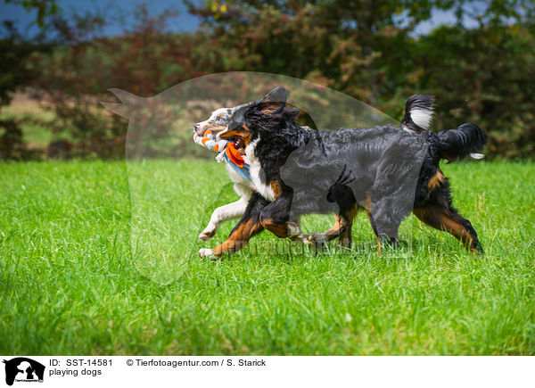 playing dogs / SST-14581
