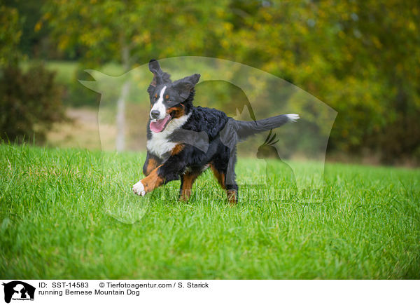 running Bernese Mountain Dog / SST-14583