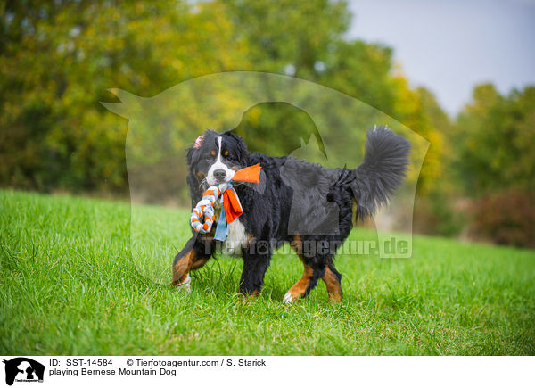 playing Bernese Mountain Dog / SST-14584