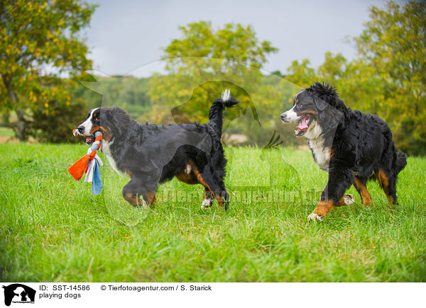 playing dogs / SST-14586