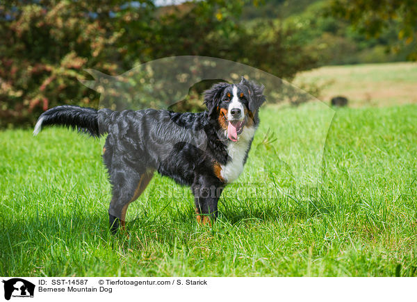 Bernese Mountain Dog / SST-14587
