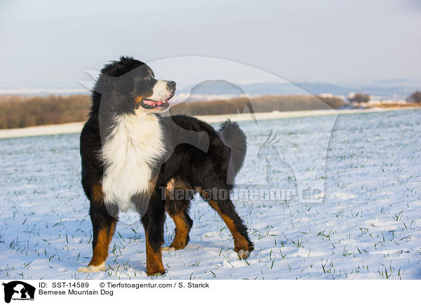 Bernese Mountain Dog / SST-14589