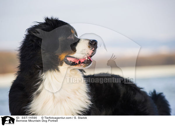 Bernese Mountain Dog Portrait / SST-14590