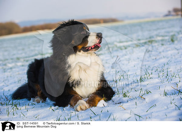 lying Bernese Mountain Dog / SST-14591