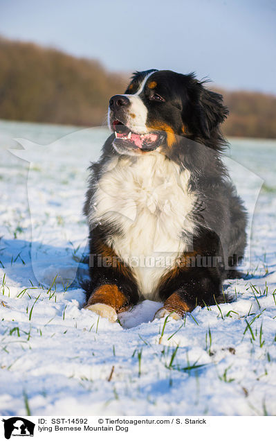 lying Bernese Mountain Dog / SST-14592