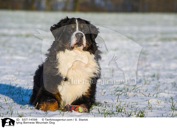 lying Bernese Mountain Dog / SST-14598