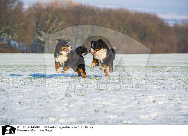 Bernese Mountain Dogs / SST-14599