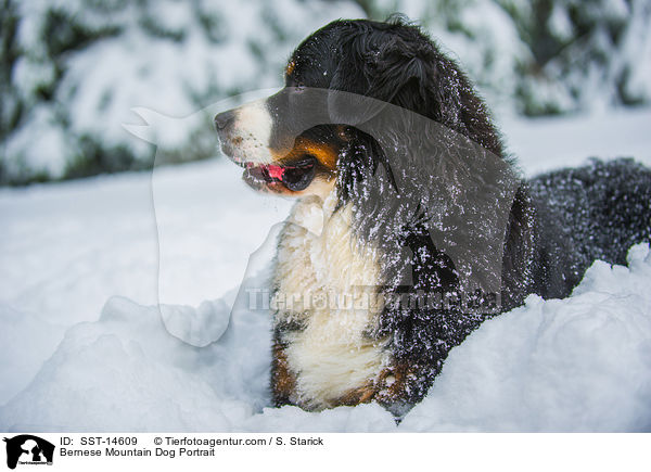 Bernese Mountain Dog Portrait / SST-14609
