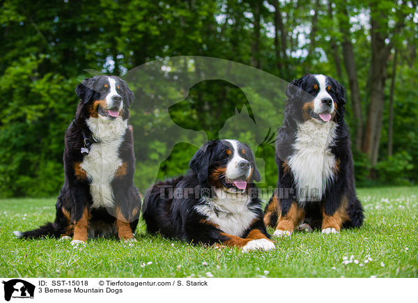 3 Bernese Mountain Dogs / SST-15018