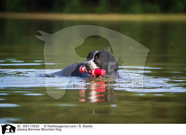playing Bernese Mountain Dog / SST-15022