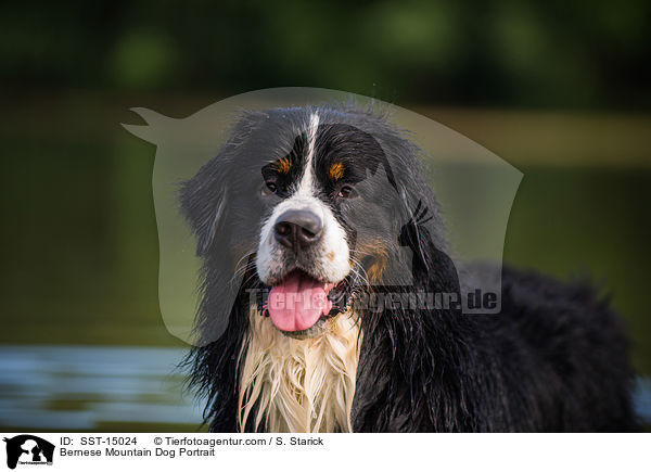 Bernese Mountain Dog Portrait / SST-15024