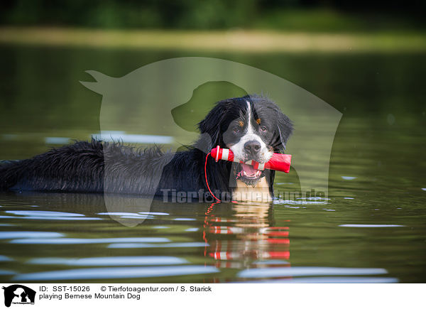 playing Bernese Mountain Dog / SST-15026