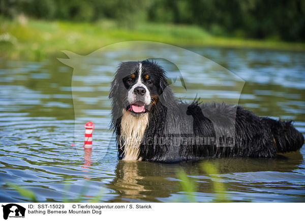 bathing Bernese Mountain Dog / SST-15029