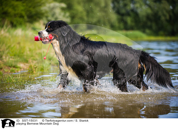 playing Bernese Mountain Dog / SST-15031