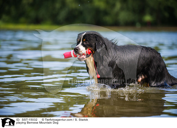 playing Bernese Mountain Dog / SST-15032