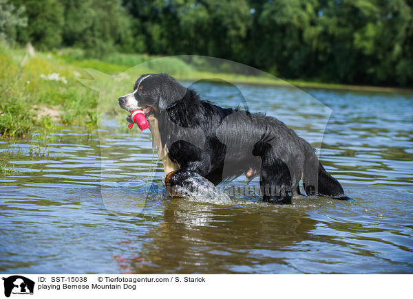 playing Bernese Mountain Dog / SST-15038