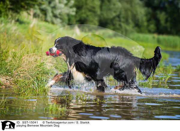 playing Bernese Mountain Dog / SST-15041