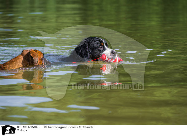 2 dogs / SST-15043