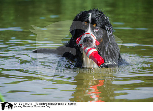 playing Bernese Mountain Dog / SST-15047