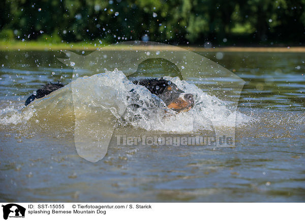 splashing Bernese Mountain Dog / SST-15055