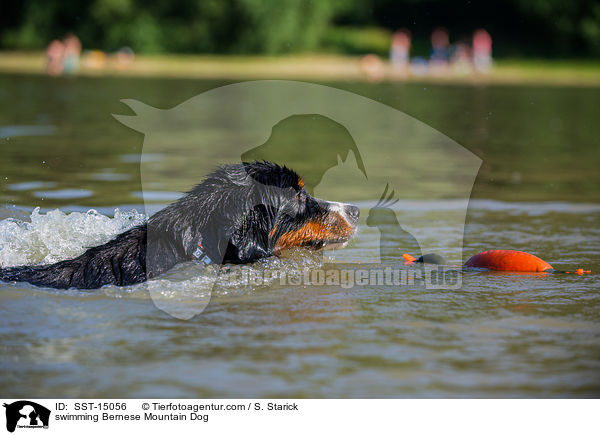 swimming Bernese Mountain Dog / SST-15056