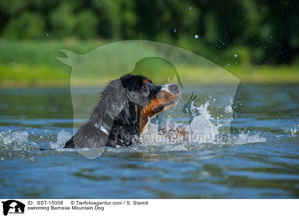 swimming Bernese Mountain Dog / SST-15058