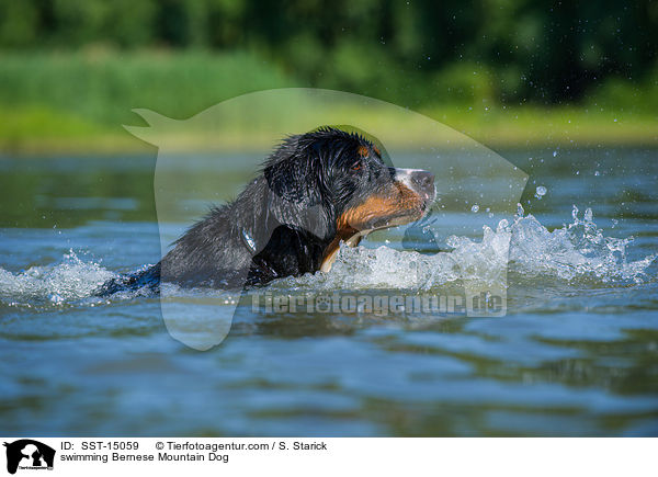 swimming Bernese Mountain Dog / SST-15059