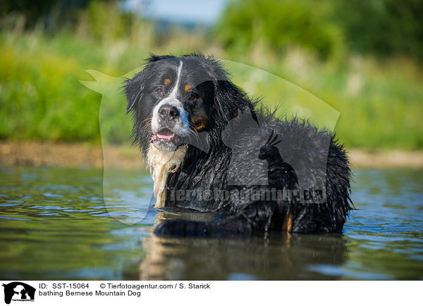 bathing Bernese Mountain Dog / SST-15064