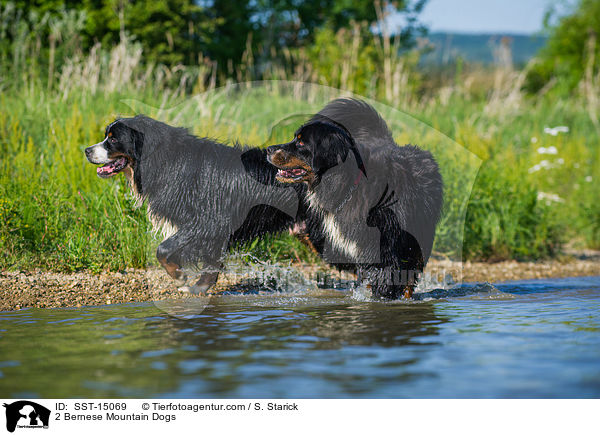 2 Bernese Mountain Dogs / SST-15069