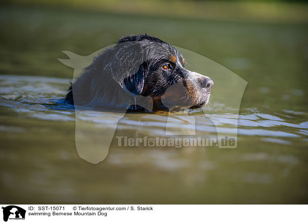 swimming Bernese Mountain Dog / SST-15071