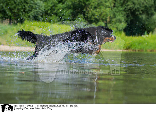 jumping Bernese Mountain Dog / SST-15072