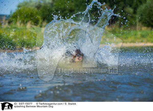 splashing Bernese Mountain Dog / SST-15077