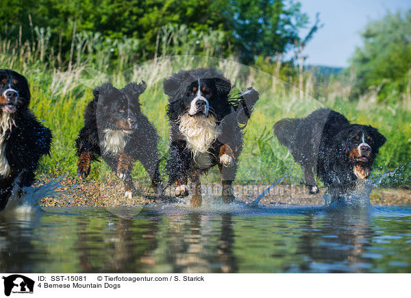 4 Bernese Mountain Dogs / SST-15081