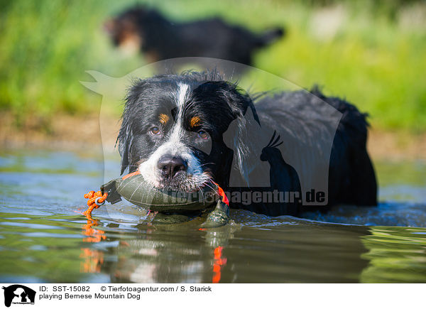 playing Bernese Mountain Dog / SST-15082