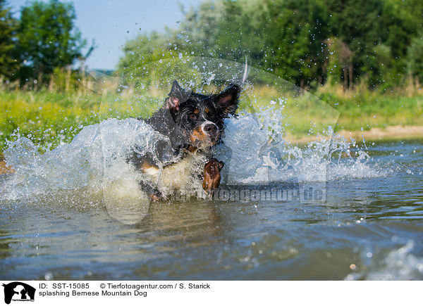 splashing Bernese Mountain Dog / SST-15085
