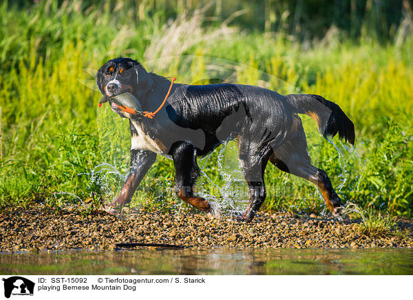 playing Bernese Mountain Dog / SST-15092