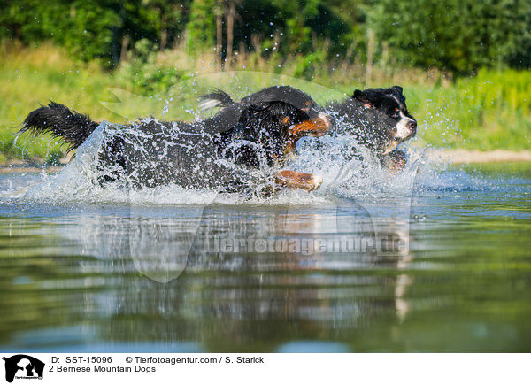 2 Bernese Mountain Dogs / SST-15096
